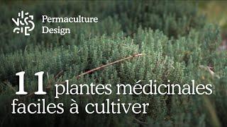 Liste de 11 plantes médicinales faciles à cultiver dans son jardin en permaculture.