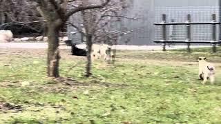 Kangal and chicken
