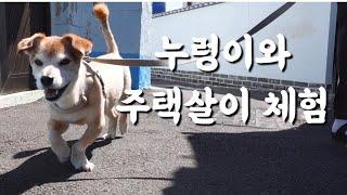 광화문 누렁이와 주택체험 해보니…ㅣ반려견동반 부산여행