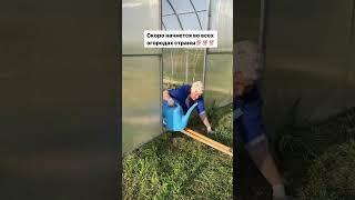 Скоро, совсем скоро #огород #деревня #дача #грядки #сад #простаяжизнь #цветы #garden