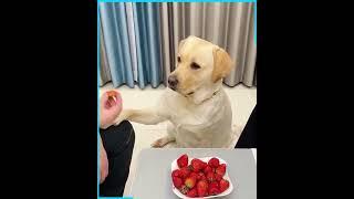 The funniest smart Labrador dog ️