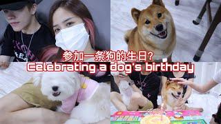 Vlog "参加一条狗的生日? celebrating a dog's birthday"