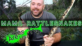 Mama Rattlesnakes/Male Vs. a Pregnant Female