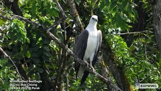 White-bellied Sea Eagle @ Chiu S C 7404