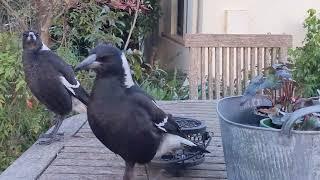 The Difference between a Magpie, a Currawong, a Crow and a Piwi - Black and White Birds of Australia