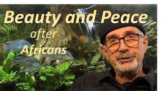 Beauty and Peace after African Cichlids