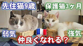 【猫ライフ】弱気な先住猫と、強気な保護猫は、仲良くなれるのか？【フランス生活】