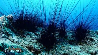 Surprising Sea Urchin Predator EXPOSED!