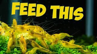 The BEST Food For Cherry Shrimp (In my opinion)