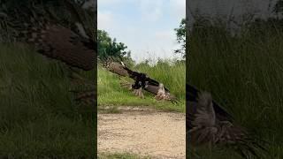 speed fast eagle fly down to hunt bird of prey