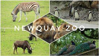 Newquay Zoo | Cornwall series