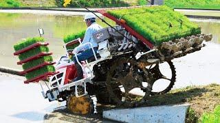 Wet Rice From Seed To Harvest Process - Amazing Modern Asia Agriculture Technology