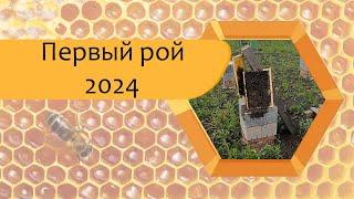 Вышел первый рой 2024! Проверка ловушек не удалась...