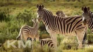 KROPAC MEDIA 4K Big Five - Footage Trailer