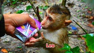 Updated Monkey Leo! He grow up bigger everydays | TOP TV Monkeys