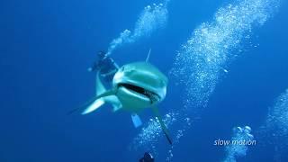 Caribbean reef sharks - Providencia - Colombia