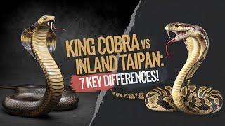 King Cobra vs Inland Taipan: 7 Key Differences! #inlandtaipan #kingcobras #wildlife #snacks #nature