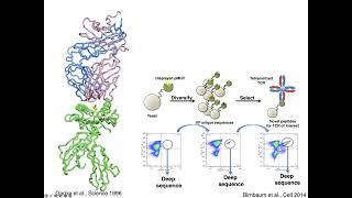 Scientist Stories: Chris Garcia, Principles of Antigen Recognition with Protein Engineering