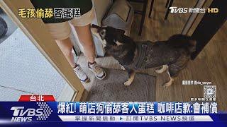 爆紅! 萌店狗偷舔客人蛋糕 咖啡店歉:會補償｜TVBS新聞 @TVBSNEWS01