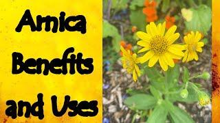 Arnica Benefits and Uses