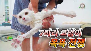 7마리 고양이 목욕 시켜보셨나요? | 고양이산책