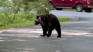 Cades Cove (SMNP) Bear with Cubs