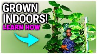 COMPLETE Beginner's Guide For Growing LARGE Indoor Plants