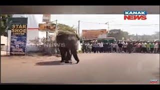 Wild Elephant Enters Residential Areas in Jajpur, Odisha; Authorities Issue Alert