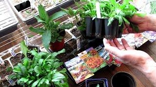 Seed Starting Perennials Indoors: All the Details,Start Early, Grow Roots, Over-Seed & Divide