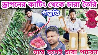 ড্রাগন ডালের Cutting থেকে চারা তৈরি পদ্ধতি । Dragon Fruit Cutting #dragon @greenfriends8901