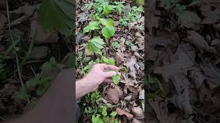 Blue cohosh, Caulophyllum thalictroides, at Giant city state park.