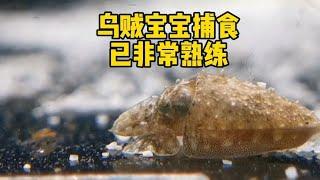 乌贼宝宝捕食已非常熟练