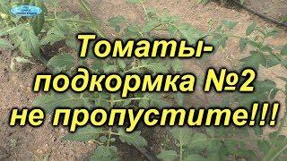 Томаты-чем подкормить? Вторая важная подкормка.