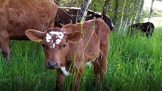 Calves Video, Adorable Baby Cows  | Cow Video
