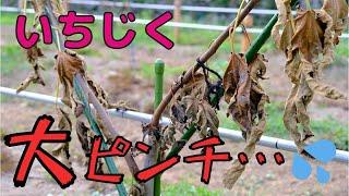 いちじく大ピンチ！病気か虫か・・・原因は何？ それと畑の様子