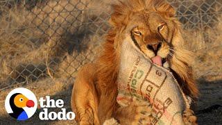 Watch This Shut-Down Lion Taste Freedom For The First Time | The Dodo