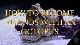 How To Becoming Friends With An Octopus!