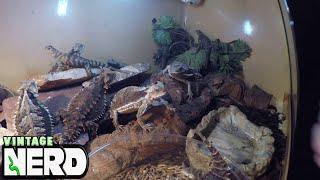 Mexican Giant Horned (Phrynosoma asio) Group Eating before brumation!