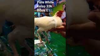 PURE WHITE KELSO BIBOY ENRIQUEZ LINE #chicken #chickenbreeds #kelso