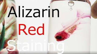 透明標本02：Brief introduction of alizarin red staining: 2020-11-30