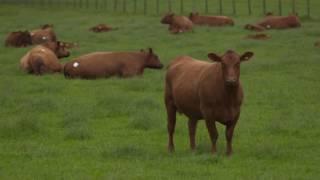 World Angus Forum 2017: Day 10