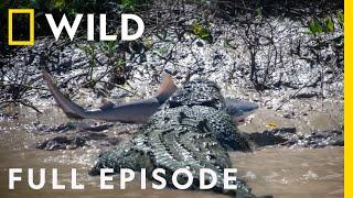 Shark vs. Predator (Full Episode) | Nat Geo Wild