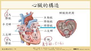 放大聲音_108選生三 2-1 循環系統_2心臟與心搏週期