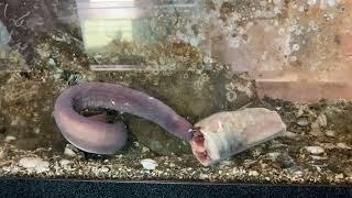 Pacific Hagfish Eating