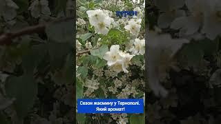 Сезон жасмину у Тернополі  Який аромат!!