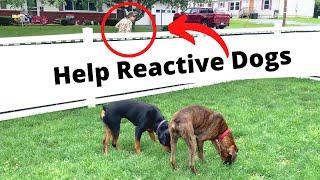 Help Reactive Dogs: The Ultimate Daily Discovery: The Incredible K9