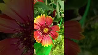A Gorgeous Surprise: Volunteer Blanket Flowers Blooming in the Garden