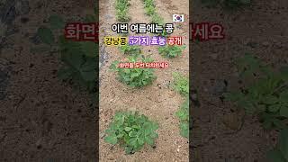 이번 여름에 콩을 심었어요 강낭콩의 효능 5가지를 공개 #healing #건강정보