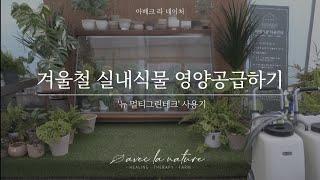 겨울철 실내식물 영양공급하기 - '뉴멀티그린테크' 사용기