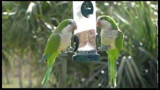 Wild Quaker Parrots in South Florida